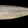 HAZEDONG SHAD 3" (VIOS MINERAL) MOROKO