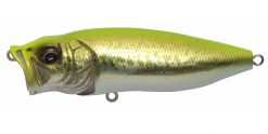 POPMAX GG CHART BACK BASS