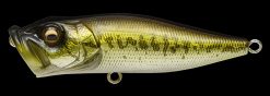 POPX GG BASS
