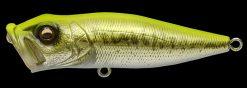 POPX GG CHART BACK BASS