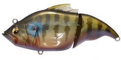 VATALION(F) ITO CICHLID