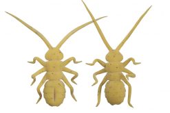 Orikanemushi II Honeybee OM011