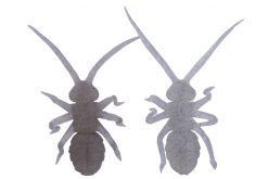 Orikanemushi II River ShrimpOM028