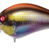 IXI BLOWLY ITO CICHLID