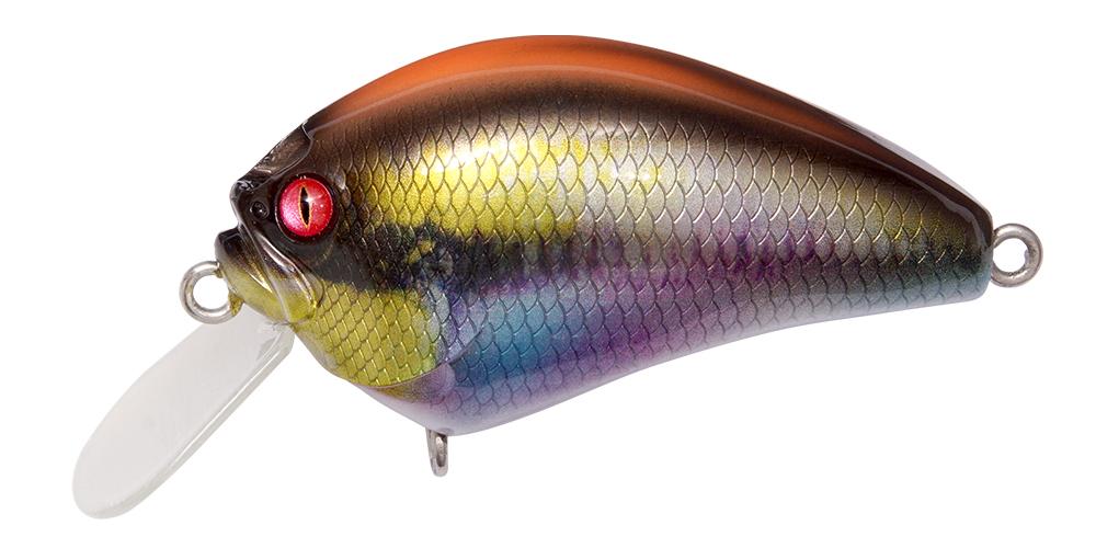 IXI BLOWLY ITO CICHLID