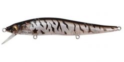 VISION ONETEN (SP-C) SB ZEBRA