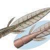 Evergreen C-4 LEECH 3,1" #18 SECRET SMOKE