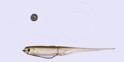 O.S.P ECO Mylar Minnow 3.5" MW005 – Bild 6
