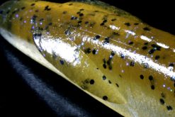 DEPS SAKAMATA SHAD 4" #20 WATERMELON PROBLUE – Bild 5