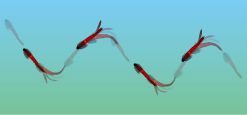 SPINY CRAW 3.5'' #58 CLEAR ROSE PEPPER – Bild 6