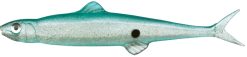 EVERGREEN LAST ACE 75  #56 RISERVOIR SHAD
