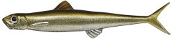 LAST ACE 80F  #57 TRICK SHAD
