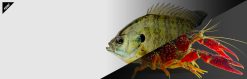 JACKALL HONEY NUGGET 3.0" SMOKE/LIGHT GREEN PUMPKIN BLUE – Bild 5
