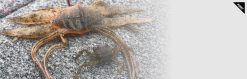JACKALL DRIFT CRAB 45 DARK GREEN PUMPKIN BLUE FLAKE – Bild 3