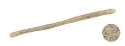 DUO Realis Wriggle Crawler 3.8" Suji Shrimp (F030)