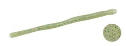 DUO Realis Wriggle Crawler 3.8" Numa Shrimp (F033)