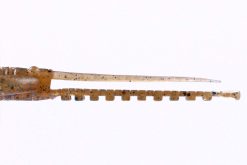 DoLive Shrimp 4" SHIRAUO W056 – Bild 2