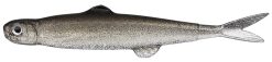 Evergreen LAST ACE 45  #57 TRICK SHAD