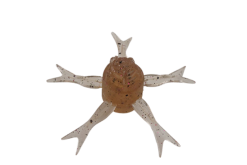 JACKALL JIMMY HENGE 42 DELICIOUS SHRIMP