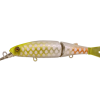 JACKALL MAGALLON ALBINO CHART PIRARUCU