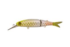 JACKALL MAGALLON ALBINO CHART PIRARUCU