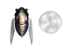 NANO SIGLETT FF Bee – Bild 2